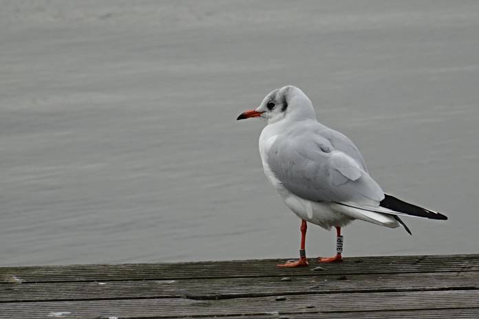 Žuvėdra ant medinės platformos, žvelgianti į ramų vandenį apniukusiu oru.