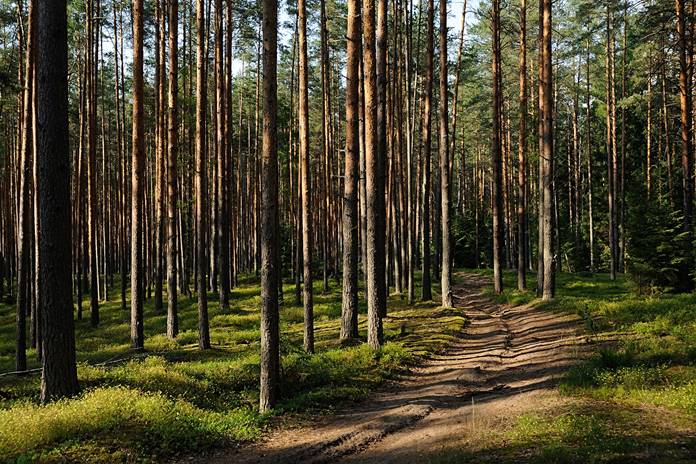 Miško darbininkai tvarko miško plotą Palangoje, siekdami pagerinti ekologinę būklę ir rekreacinę aplinką.