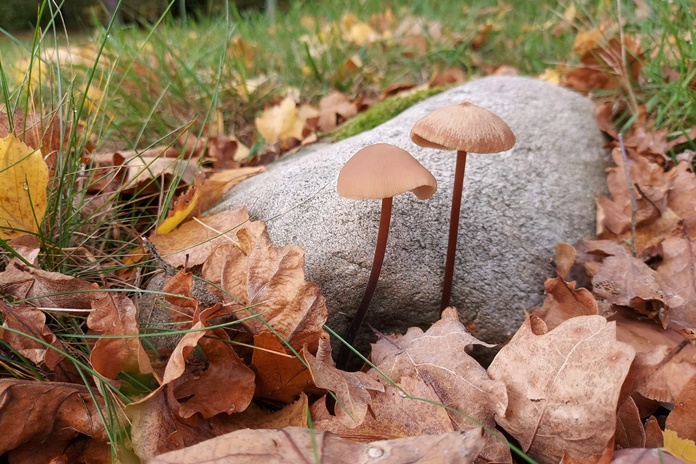 Rudens orai: sausa, bet vėsus šiaurys primena apie artėjančią žiemą.