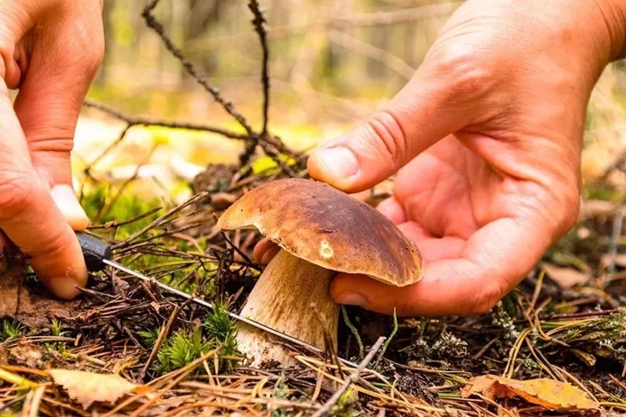 Miškas grybautojams gali tapti ir spąstais: kaip nepasiklysti ir nesusirgti